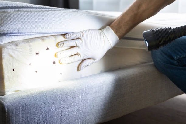 Best Local Pest Control Services  in Port Oconnor, TX