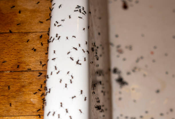Best Affordable Pest Control Services  in Port Oconnor, TX